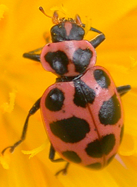 Spotted Lady Beetle